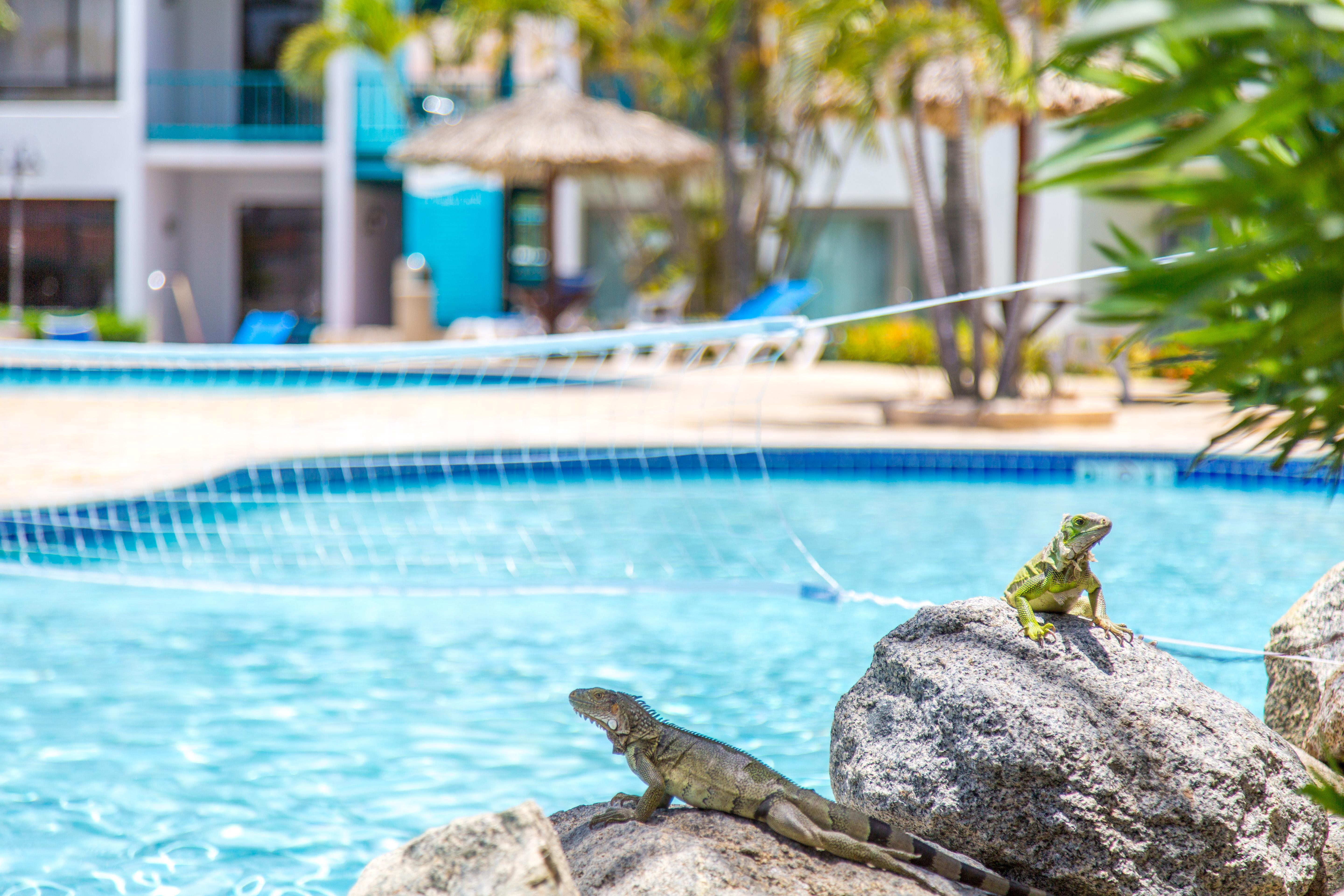 Courtyard By Marriott Aruba Resort Palm Beach Exteriér fotografie